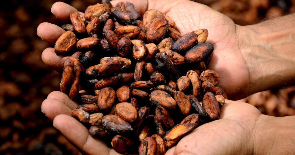 Skincare Benefits of Cocoa Butter (Theobroma Cacao Seed Butter)
