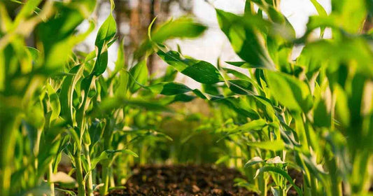 biodegradable or compostable