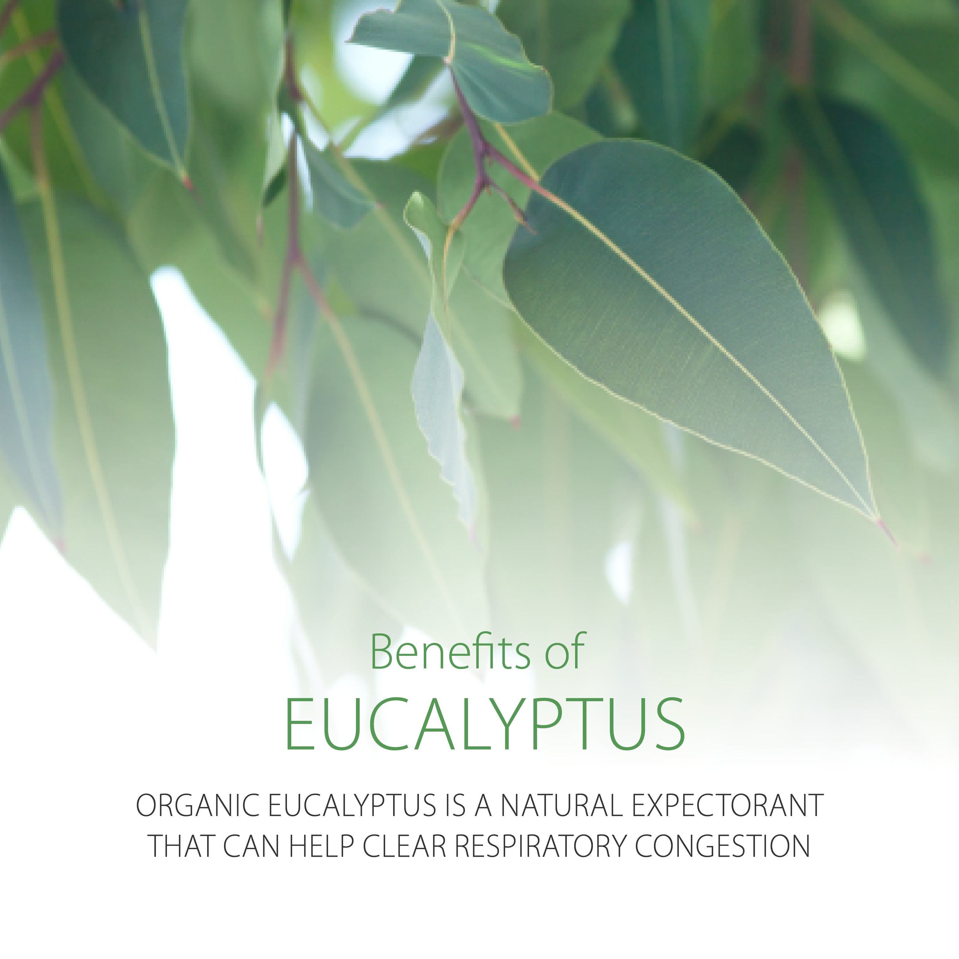 Pittapatta Chest Stick is made with organic eucalyptus a natural expectorant that can help clear respiratory congestion