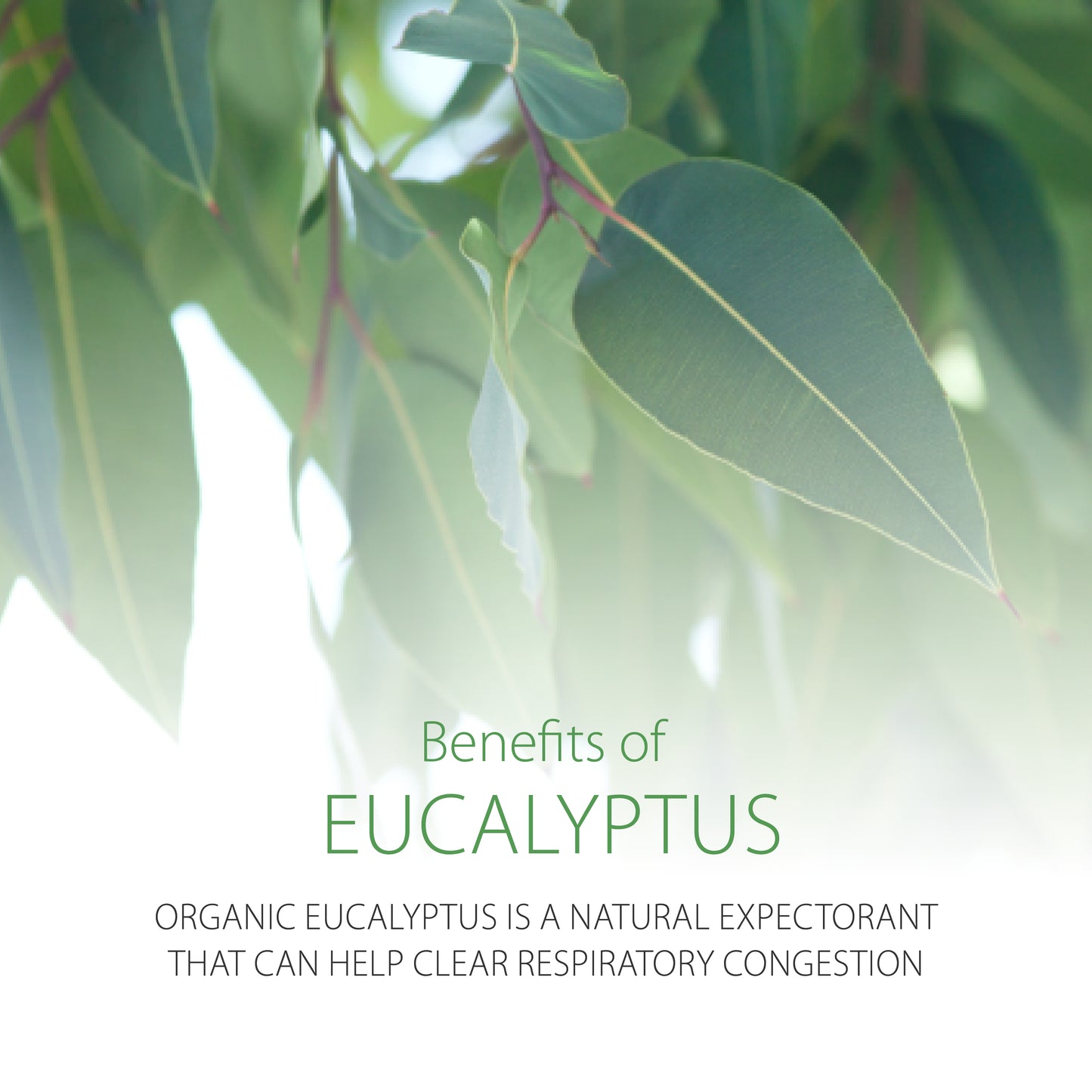 Pittapatta Chest Stick is made with organic eucalyptus a natural expectorant that can help clear respiratory congestion